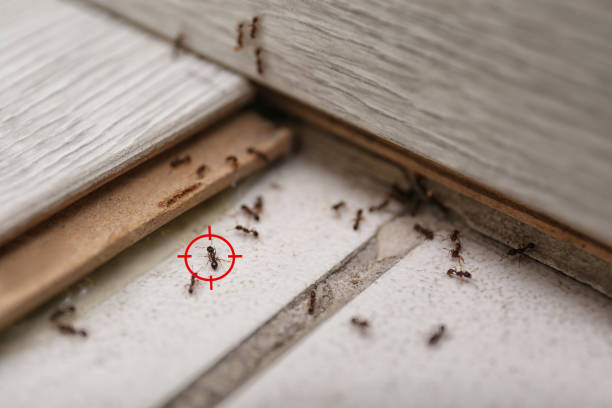 Professional Pest Control in Wilson, OK