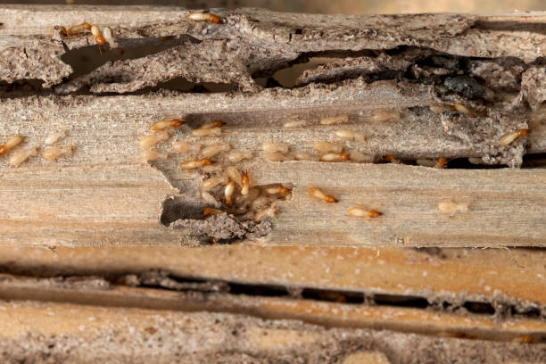 Best Pest Inspection Near Me  in Wilson, OK