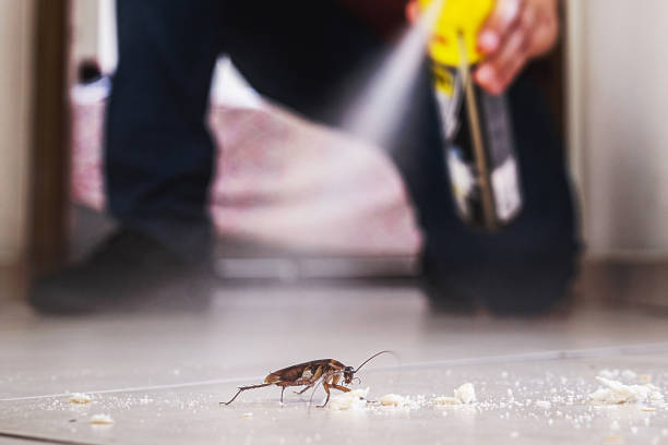 Best Termite Control Services  in Wilson, OK