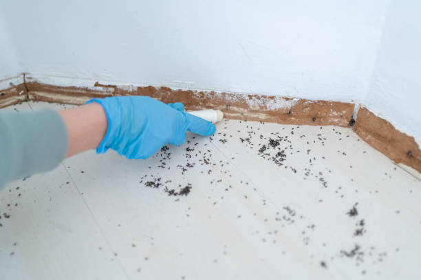 Reliable Wilson, OK Pest Control Solutions